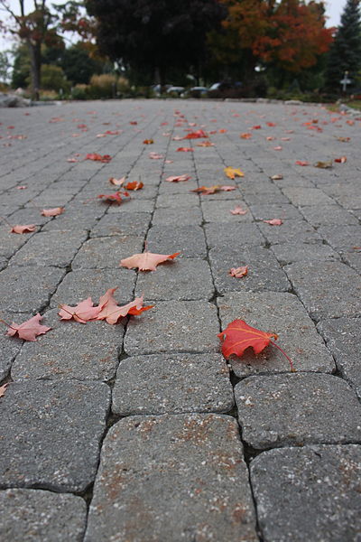 File:Leaves on stone path.jpg