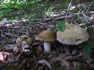 <i>Leccinellum pseudoscabrum</i> Species of fungus