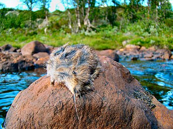English: A dead lemming on a stone in the rive...