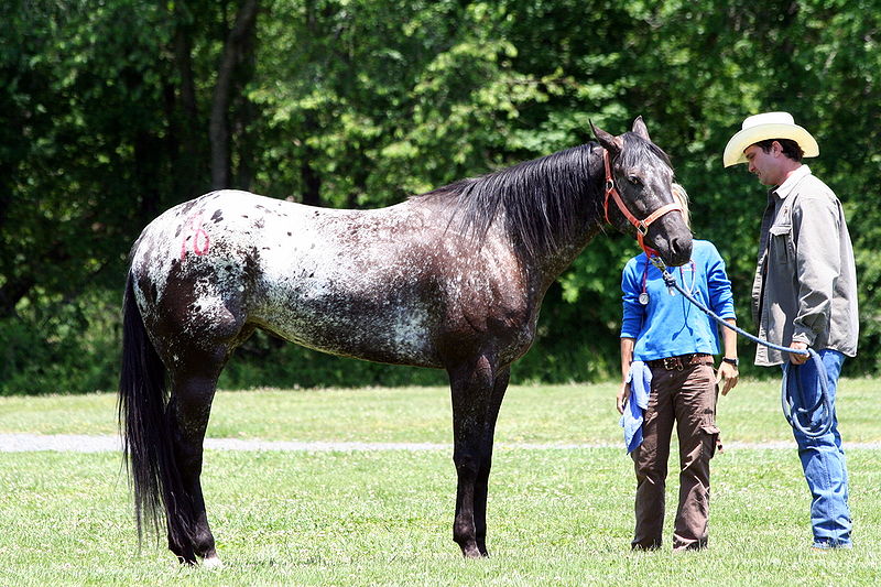 File:LeopardHorse.jpg