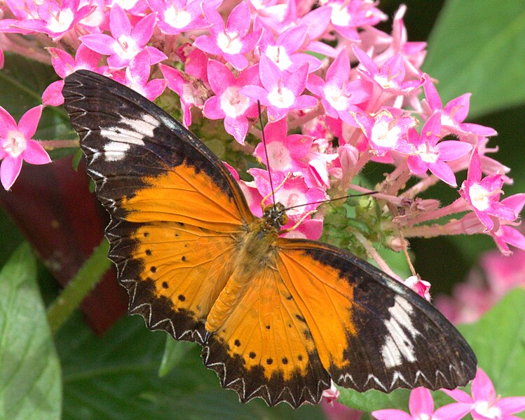 File:LeopardLacewing15.jpg