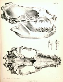 Illustration de Benjamin Waterhouse Hawkins réalisée en 1844 d'un crâne et mandibule de léopard de mer.