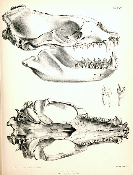 ไฟล์:Leopard Seal skull 1844.jpg
