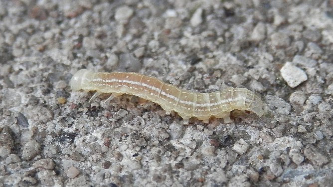 Lepidoptera, Larva