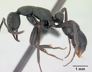 <i>Leptogenys falcigera</i> Species of ant