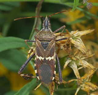 <i>Leptoglossus clypealis</i> species of insect