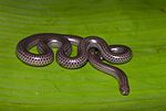 Thumbnail for Big-scaled blind snake