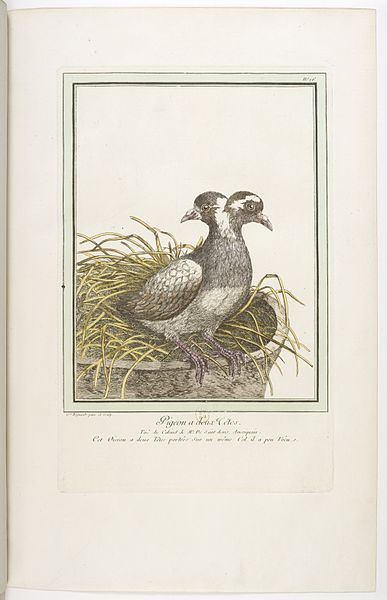 File:Les écarts de la nature page23.jpg