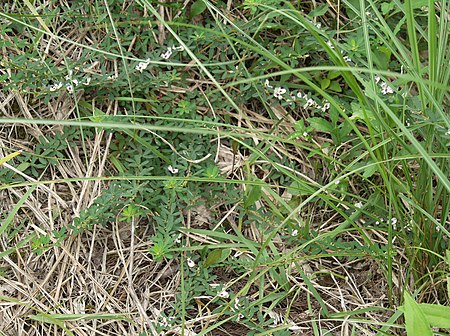 Lespedeza juncea