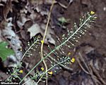 Lesquerella globosa/Physaria globosa