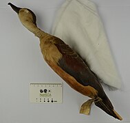 Lesser Whistling Duck NML-VZ D843b collected in Sumatra by Stamford Raffles held in World Museum.