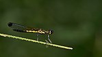 Libellago lineata male-Kadavoor-2016-06-15-001.jpg