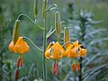 Vorschaubild für Lilium columbianum