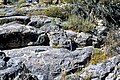 Limestones (Big Horse Limestone Member, Orr Formation, Cambrian; Little Horse Canyon, House Range, Utah, USA) (45026593624).jpg