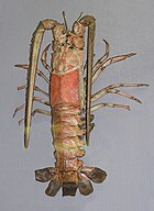 A modern Linuparus spiny lobster Linuparus trigonus (museum).jpg
