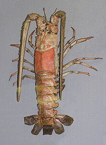 Linuparus trigonus (museum).jpg