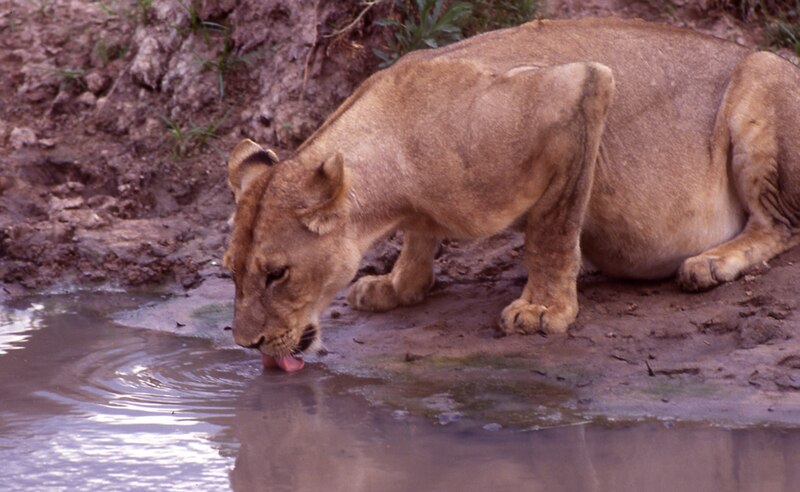 File:Lion d'Afrique (8681998945).jpg