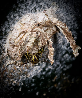 <i>Liostenogaster vechti</i> Species of wasp