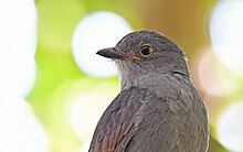 Close-up of the chestnut-capped piha's head. Lipaugus weberi 237330650.jpg