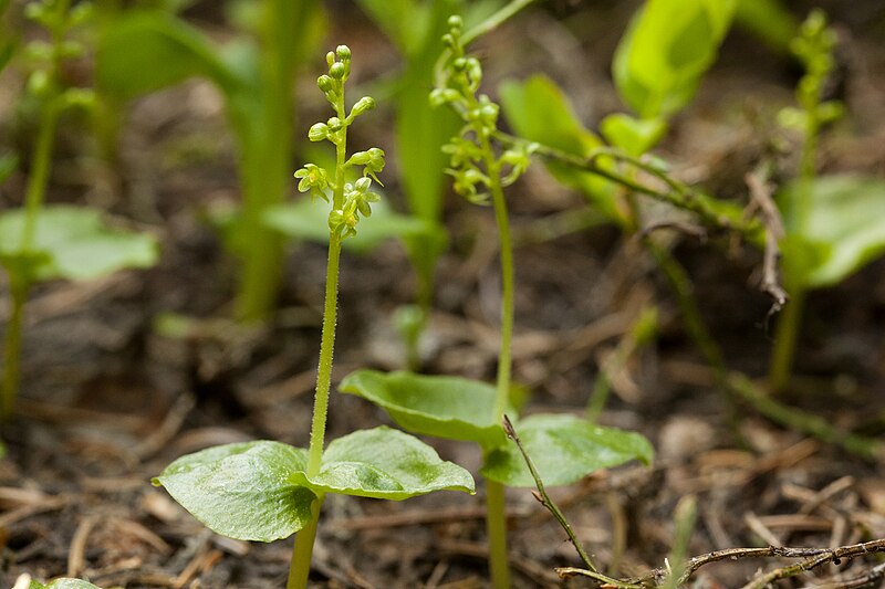 File:Listera cordata - Flickr - aspidoscelis.jpg