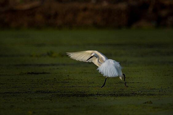 intermediate egret (Ardea intermedia) hunting for food in Taal Lake. Photograph: Micluna