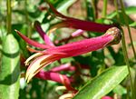 Miniatura para Lobelia laxiflora