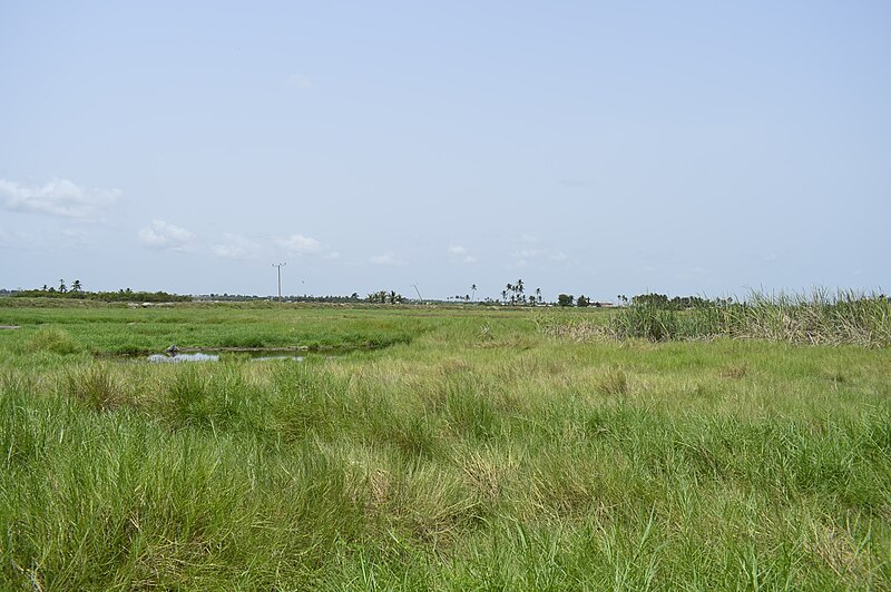 File:Long grass.jpg