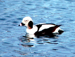 Ledinė antis (Clangula hyemalis)