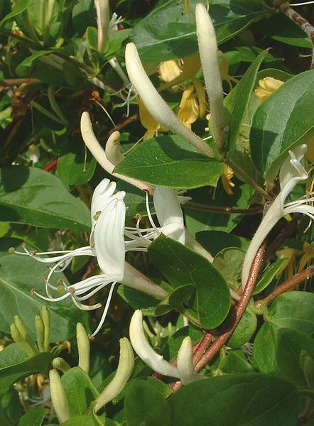 File:Lonicera japonicum1.jpg