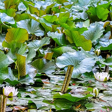 Lotus Pond in the exotic gardens in Bouqnadel-Morocco