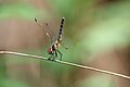 Unidentified odonata