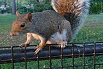 Squirrel sa NYC