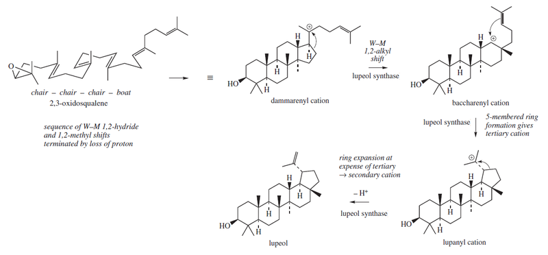 File:Lupeol biosynthesis.png