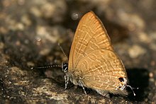 Ly Pointed Lineblue 12 באוקטובר 2007 A (1616548048) .jpg