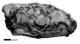 Lycophocyon skull lateral.png