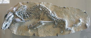 Lycopsis longirostris AMNH.jpg