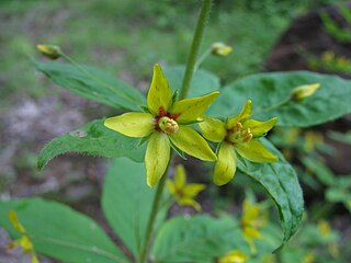 <i>Lysimachia quadrifolia</i> Species of flowering plant