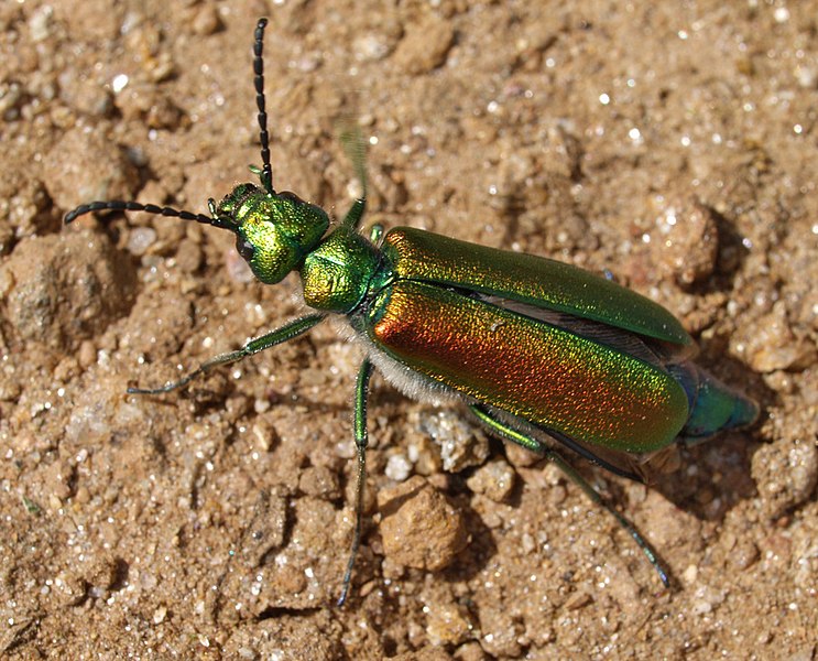 File:Lytta vesicatoria 20090408.jpg