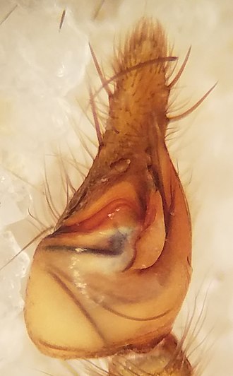 Left palp of male, ventral view M. simoni male left palp.jpg