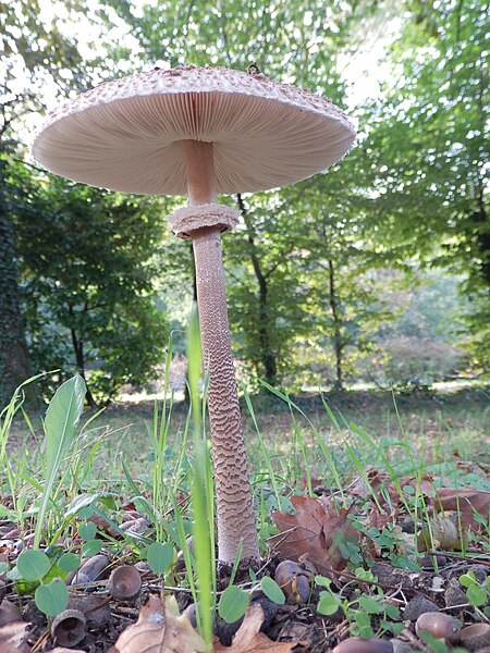 File:Macrolepiota procera Ispra 01.JPG