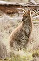Macropus rufogriseus rufogriseus, Risdon Brook Dam, Tasmania, Australia