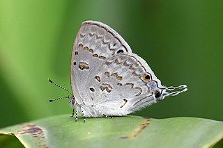 <i>Leptomyrina</i> Butterfly genus in family Lycaenidae