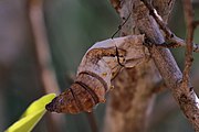 empty chrysalis, Isalo National Park, Madagascar