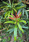 Madhuca neriifolia.jpg