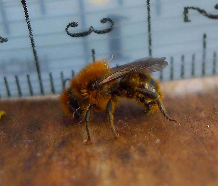 File:Male Osmia sp - Flickr - gailhampshire (2).jpg