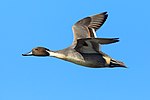 Thumbnail for File:Male northern pintail in flight-8276.jpg