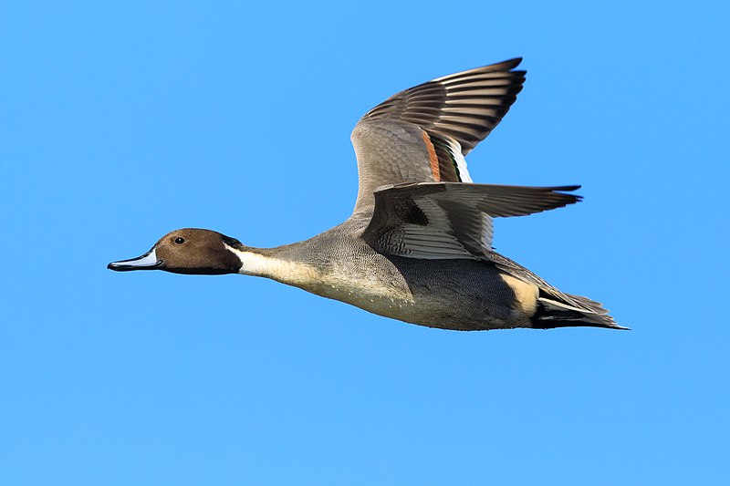 File:Male northern pintail in flight-8276.jpg