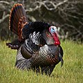 Adult male wild turkey (Meleagris gallopavo intermedia) strutting at Deer Island Open Space Preserve near Novato, Marin County. on English Wikipedia.