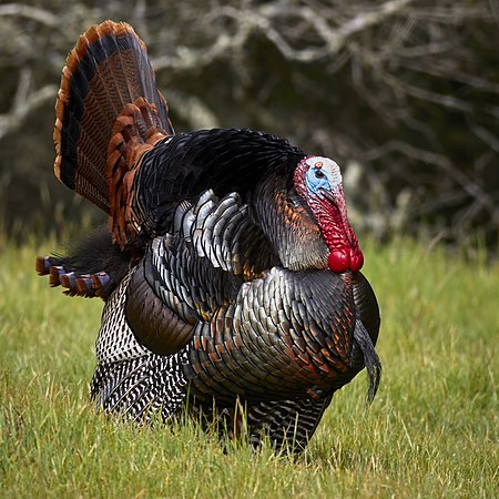 ไฟล์:Male wild turkey (Meleagris gallopavo) strutting.jpg