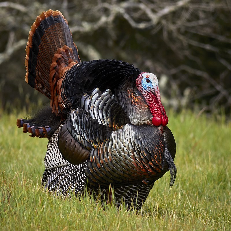 Turkey (bird) - Wikipedia